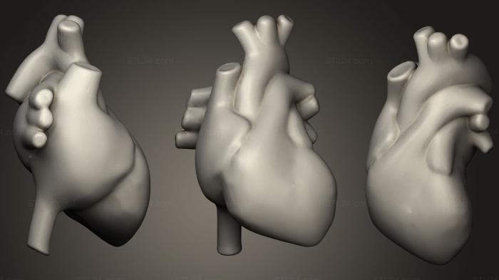 Анатомия скелеты и черепа (Анимация сердца, ANTM_1205) 3D модель для ЧПУ станка